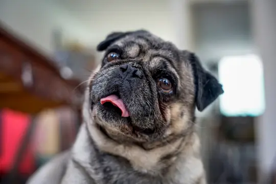 VetDelish | Evcil Hayvan Sağlığı, Beslenmesi ve Bakımı Köpek Bakımı