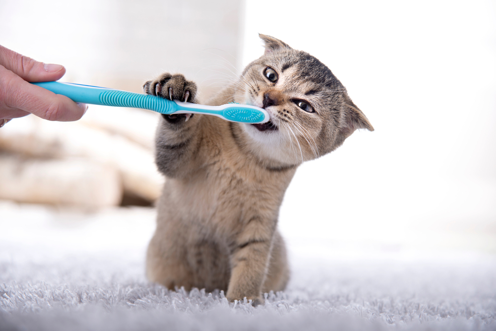 VetDelish | Evcil Hayvan Sağlığı, Beslenmesi ve Bakımı Kedi Bakımı